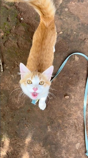 Cat meowing 💔 ! Cat videos ! Cat ! Kittens meowing ! Cats ! Funny cat video ! Cats voice ! Kittens