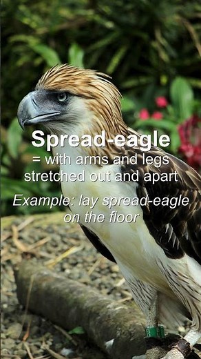 Word of the Day: Spread-eagle #Shorts