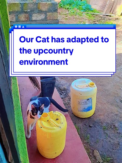 Replying to @grace_ann_njeri86 We travelled with our cat from Nairobi to upcountry. Now he's adapted to the environment n he's even able to hear our mother tongue 🤣🤣🤣 Don't joke🤣 #cat #catsoftiktok #cats #catlover #animallover @Emma Terry 🇰🇪