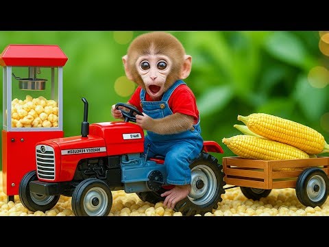 🌽 Monkey Nana’s Farm Adventure | Harvesting Corn & Making Delicious Popcorn 🍿🐒 | NANA MONKEY LIFE