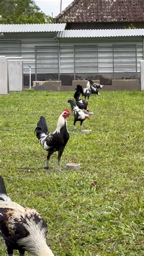 28K views · 849 reactions | Stag of Popeye grey Putu Home Farm | Akri | Facebook