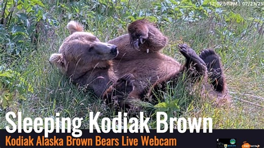 26 reactions | That feeling when the alarm goes off but you just can't get up.....殺 Watch Kodiak Alaska Brown Bears Live Webcam thanks to our partners Kodiak National Wildlife Refuge and Alaska Geographic. https://hdontap.com/stream/710132/kodiak-alaska-brown-bears-live-webcam/ #kodiakalaska #kodiakbrownbear #bears #wildlife #livestreaming | HDOnTap | Facebook