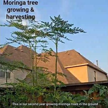 How to Grow Moringa Tree & When to Harvest | Good reasons to grow the miracle moringa tree