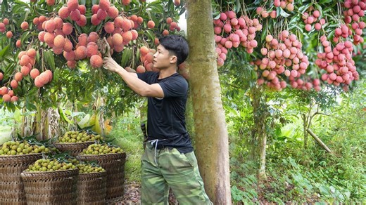 Living Alone for 2 Years in the Forest: Lychee Harvesting & Selling!