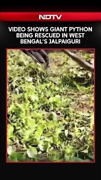 West Bengal | Giant 15-Foot Python Sparks Panic, Forest Team Rescues Snake From Residential Area