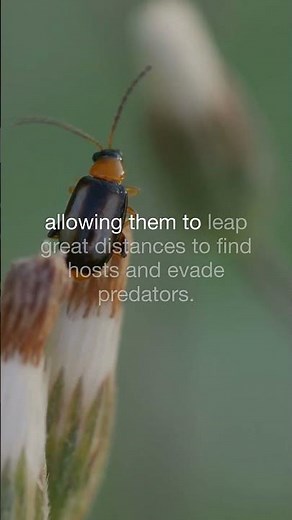 Flea Frenzy Jumping Marvels