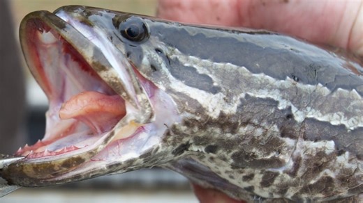 Snakeheads have arrived in our watershed