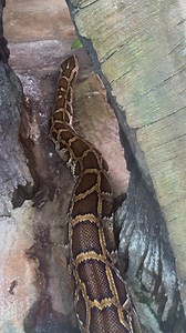 Happy World Snake Day from our resident Burmese python 🐍 He can teach you a lesson or two on slithering 👀 Dublin Zoo is also home to Ball pythons, king rat snakes, and green tree pythons! We support these incredible snake species through educational workshops and participate in international breeding programmes to help protect endangered reptiles. Support snakes today by planning your trip to Dublin Zoo, and be sure to pop into our Zoorassic World habitat to visit our scaly friends! 🐍🦎🐊 | D