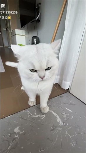 irritating humans 😂 #cats #catvideos