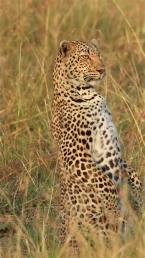 Big Cats of Africa Lions Leopards, and Cheetahs in Action | Wildlife Icons #bigcats #wildlifeplanet