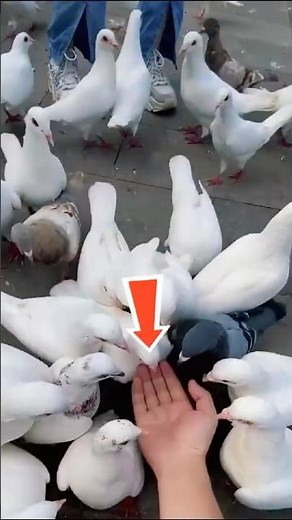 The PHYSICS secret behind why birds fly in a "V" 😱
