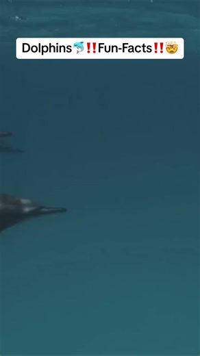 Dolphins are intelligent marine mammals known for their playful behavior, social nature, and use of echolocation for navigation. They come in around 90 species, with the bottlenose dolphin being one of the most common. Dolphins communicate through clicks and whistles, often forming close-knit groups called pods. Conservation efforts focus on protecting them from threats like pollution and habitat loss.#facts #brainteaser #fypシ #fyp #foryoupage #dolphins #dolphin #ocean