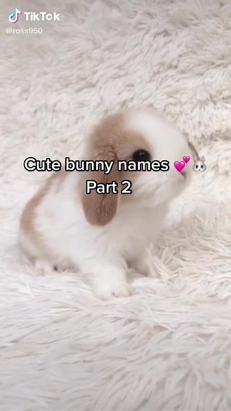 Cute Bunny Names: Part 2