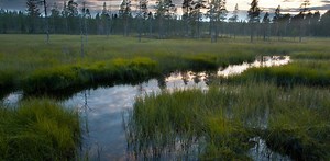 Fight on to preserve Elfdalian, Sweden’s lost forest language