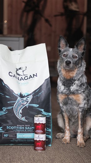 11 reactions | Every bowl is packed full of goodness, delicious tasty meat, green lipped mussel for healthy joints and salmon oil for a gorgeous coat. Every bowl of Canagan fuels their adventures 勇 #Canagan #FuelledByCanagan #PawApproved #FoodOfTheirAncestors #GrainFree #HighMeatContent | Canagan | Facebook