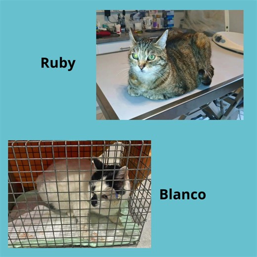 En ce début d'année, déjà beaucoup de soins effectués sur des loulous en difficulté ! Nous soutenir financièrement c'est nous permettre de poursuivre nos missions auprès d'eux. On compte sur vous ! #protectionanimale #bienetreanimal #SoutienLocal #alpesmaritimes #regionpaca #soinsveterinaires #fraisveterinaires #aideznous #chatslibres #chiens #precarite #bienveillanceanimale #dons #defiscalisation | Solidarité Animaux en Détresse 06