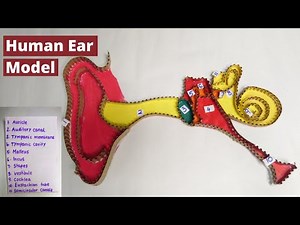 Structure of human ear model project | human ear project model | ear model making easy method