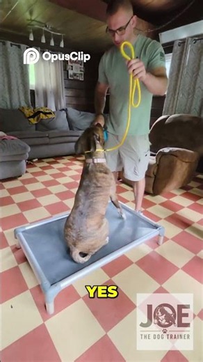 Amazing Dog Training Watch Her Learn Commands Fast!