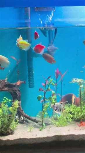✨🐠 Mesmerizing Planted Tank LIVE 🌿🎥 #aquariumlife