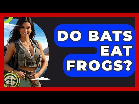 Do Bats Eat Frogs? - The Wild Life Explorer