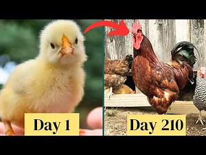 Rhode Island Red Chickens Chick Growth DAY BY DAY | Ayam Rir Chicken Growth Time Lapse | Hane Gallos