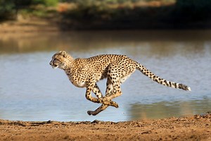 Cheetah facts: 20 interesting things about the world's fastest land animal - Our Planet