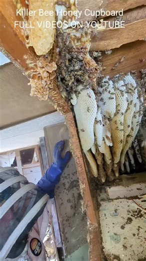 Reed Booth on Instagram: "Kickin Out #honeybee #killerbee #invasivespecies #killerbeeguy"