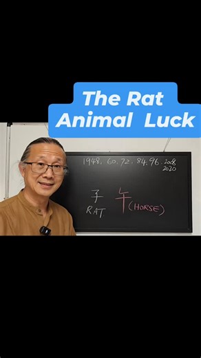 The Rat Zodiac sign in the year of the horse 2026. #yearofthehorse2026 #loktinfengshui #syygfengshui | Lok Tin Feng Shui Melbourne Sydney Chinese Astrology
