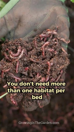 Why I always put kitchen scraps in my raised beds #vermicomposting