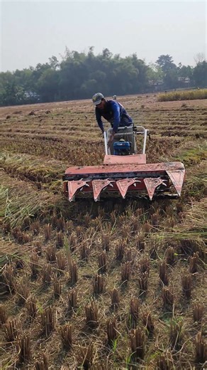 After Finishing the Harvest, the Machine Moves to the Next Field 🚜🌾