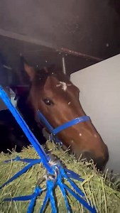 1.6K views · 16 reactions | Harness Racing Victoria on Reels | Facebook