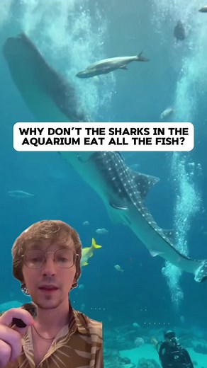 Why Aquarium Sharks Don't Eat All the Fish — 2 Reasons