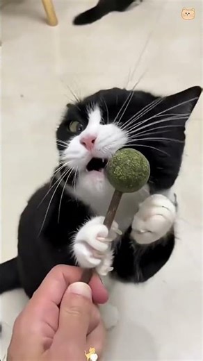 10 funny moments of cats with catnip