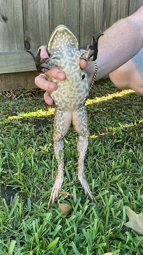 Unique Louisiana Delicacy: Bullfrog Legs