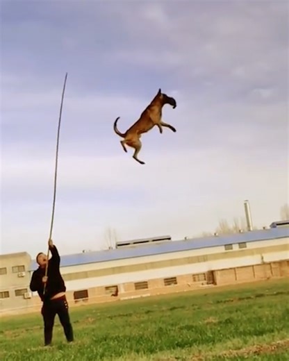 922K views · 6.8K reactions | This agile dog has serious skill!  | Simple Life | Facebook