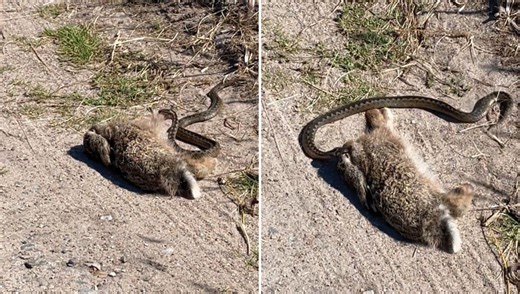 Overly Ambitious Adder Attempts To Eat Hare 10 Times Its Mass In Gnarly Video