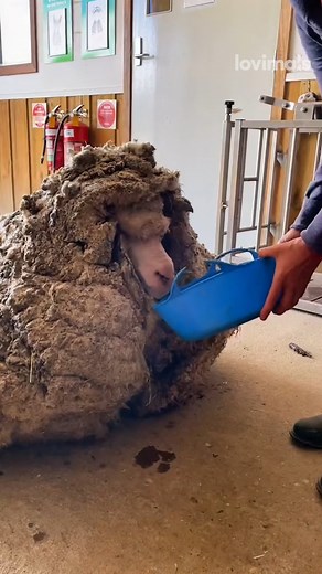 56K views · 979 reactions | Incredible Ram Transformation! | Lovimals | Facebook