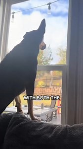 119K views · 3.2K reactions | Deer and dog friendship. #shortvideo #pets #animals #deer #dog #friends #love #cute #shorts #fyp | Millions Moments | Facebook