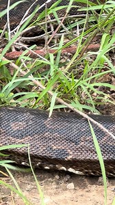Southern Africa python 🐍 in Mosi Oa Tunya National Park, Livingstone Zambia 🇿🇲 ❤️ | BRIAN S TRAVEL AND TOURS LIMITED