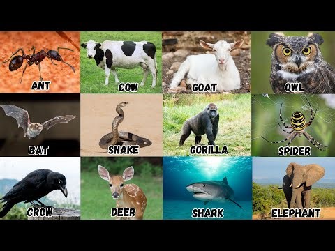 Learn the Alphabet, Letters, Sound & Phonics | Nursery Rhymes for Kids | ABC Alphabet Phonic Song