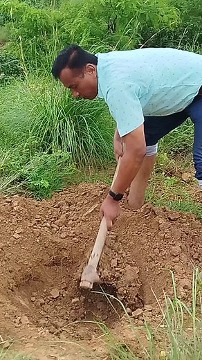 How to Plant a Tree: Step-by-Step Guide