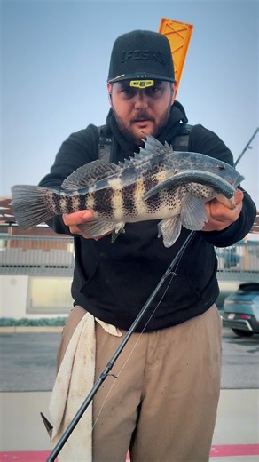 Power shorting the 6” Slug | [FISH]rx