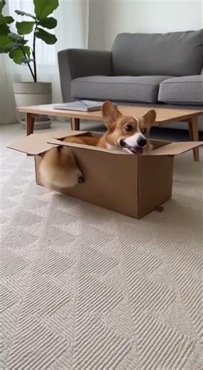 Dog Gets Head Stuck in Cardboard Box and Walks Around Hilariously! 😂 #puppy #funnydog