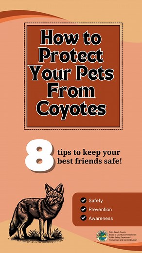 Coyotes are part of Florida's natural wildlife! They are important to Florida's ecosystem because they can help control rodent populations. PBCACC wants your pets to be safe from these predators. Here are some simple steps to help humans and their pets safely coexist with coyotes! 🐕🐈💞 #PBCACC #RescuePets #EmptyTheShelters #AdoptDontShop #adoptpalmbeachcounty #seeyouattheshelter #coyotesafety #coyotesighting #Coyotes | Palm Beach County Animal Care and Control