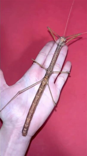 incredible animal transformation