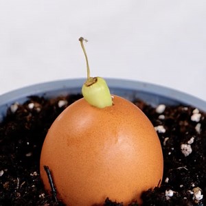 106M views · 483K reactions | Become a gardening pro with these plant hacks | 5-Minute Crafts Family | Facebook