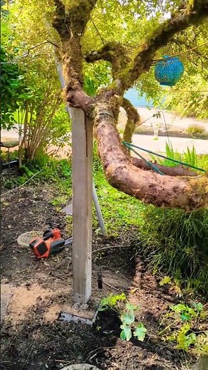 Fixing a Leaning Tree #tree #arborist