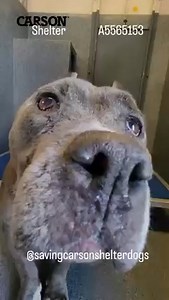 💔 Euthanized at the Emergency Vet 💔 A5565153 ✰ Unknown -7/07/23- 💟SENIOR 💟 🔴 Urgent Medical Needs 🔴 This sweet senior came in with an ulcerated mass and was treated at the Outside Vet. Please Share, she needs help fast.. #A5565153 I'm an approximately 10 year old female Pit Bull. I am not yet spayed. I have been at the Carson Animal Care Center since 7/4. I will be available on 7/8. You can visit me at my temporary home at C126. 🔹Pit Bull 🔹 AGE:10 years 🔹 female 🔹 ARRIVED:7/4 🔹 AVAILA