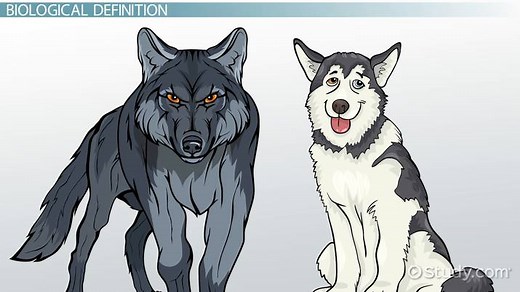 Domestic vs. Wild Animals | Definition, Lists & Examples