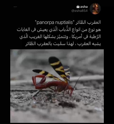 Praying Mantis: Unique Behaviors and Habitat Insights